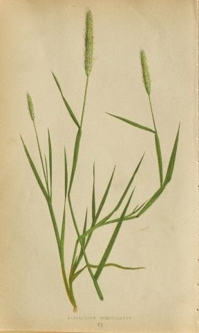 Edward Lowe – „A Natural History of British Grasse
