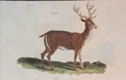 Brightly – Stich eines Hirsches, 1811.

Dieser Kup