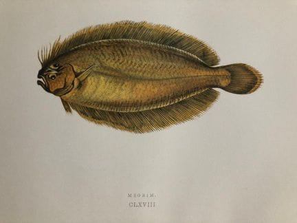 Jonathan Couch – Handkolorierter Holzschnitt des M