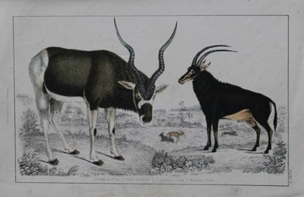 Oliver Goldsmith - Gravure représentant des antilo