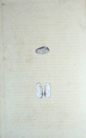 Edward Donovan – Handkolorierter Stich von Muschel