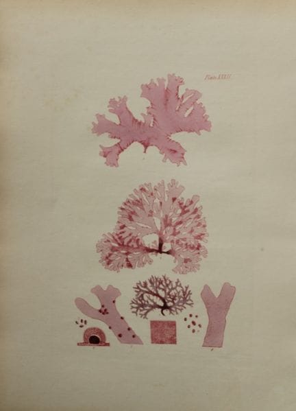 William Harvey - Lithographie coloriée à la main d