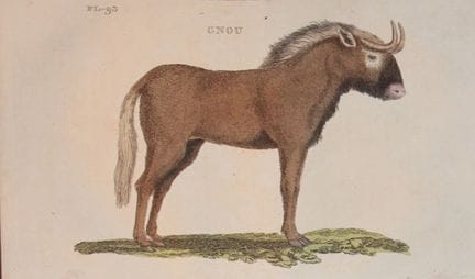 Brightly – Stich eines Gnus, 1811.

Dieser Kupfers