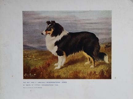 Chromolithograph of a Sheep Dog after Lilian Chevi