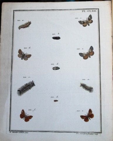 ME Hochecker et Muller – Gravure tirée de *Insecte