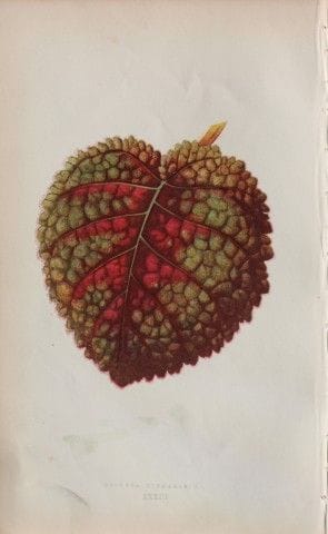 Edward Lowe - Beautiful Leaved Plants 1861.

This 
