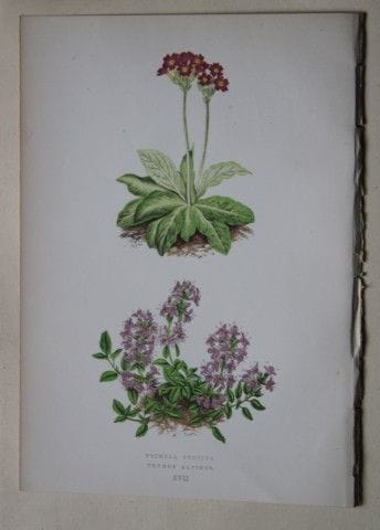 Stiche von Alpenpflanzen von A. F. Lydon und B. Fa