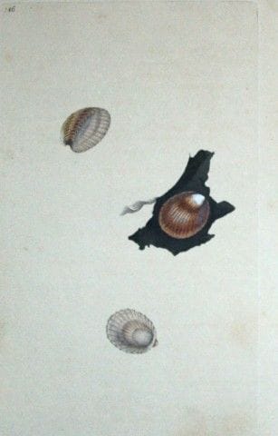 Edward Donovan – Handkolorierter Stich von Muschel