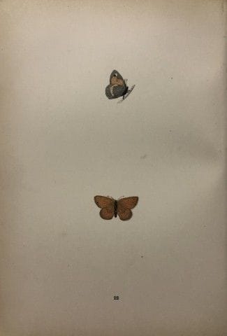 Révérend F. O. Morris – Gravure représentant des p