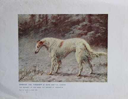 Chromolithograph of a Borzoi 1907.

This chromolit