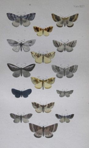 Révérend F.O. Morris - Gravure représentant des pa