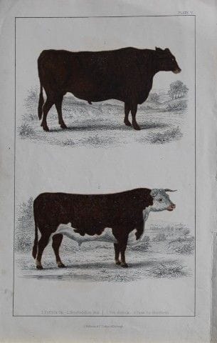 Oliver Goldsmith - Gravure représentant un bœuf du
