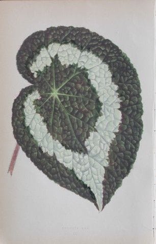 Edward Lowe - Beautiful Leaved Plants 1861.

This 
