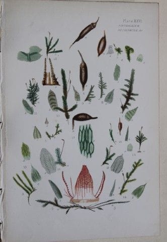 F.E. Tripp - Gravure coloriée à la main représenta
