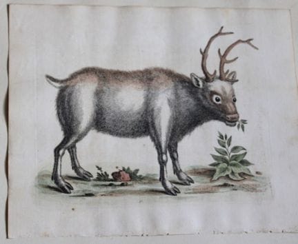 George Edwards – Grönlandbock  1743.

Dieser wunde
