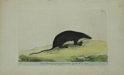 Shaw &amp; Nodder – Wasserspitzmaus (Sorex) 1790.
