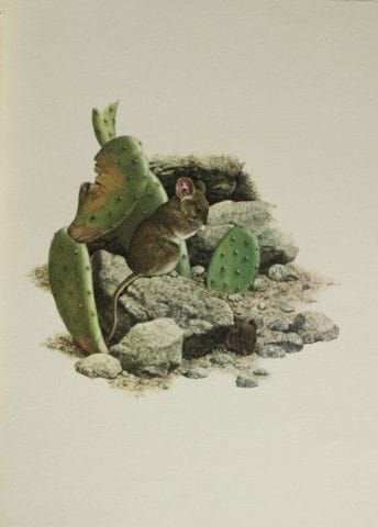 Amuchastegui – Lithografie von Darwins Blatthohe M