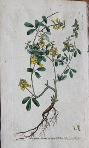 Frederick P. Nodder - Gravure tirée de *Flora Rust