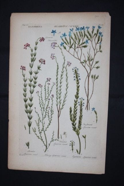 Sir John Hill - Gravure représentant l'« herbe aux