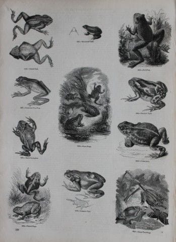 Gravure représentant des crapauds et des grenouill