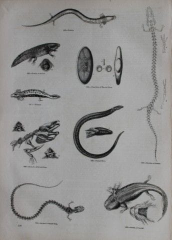 Gravure de reptiles publiée par Charles Knight en 