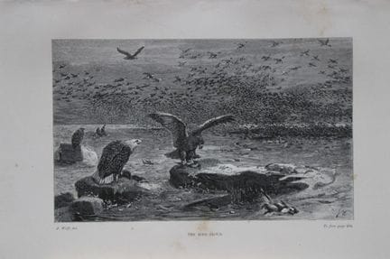 L. Lloyd – „The Bird Cloud“ von J. Wolf, 1867.

Di