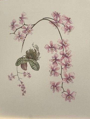 Mary Grierson - Magnifique lithographie d'orchidée
