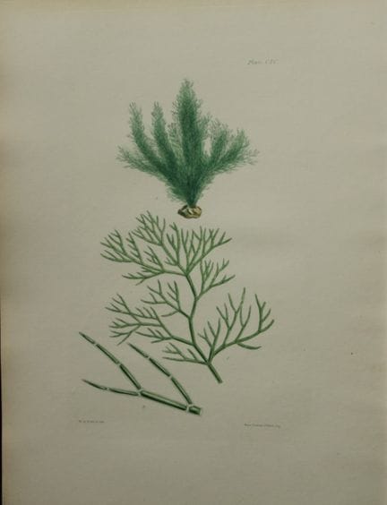威廉-哈维 - 1846 年《海草》手绘石版画。

这幅石版画出自 Phycologia Brita