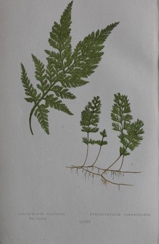 Edward Lowe - Gravure de fougère colorée à la main