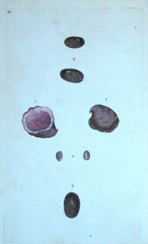 Edward Donovan – Handkolorierter Stich von Muschel