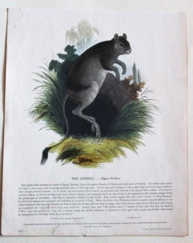 Josiah Whymper – Stich einer Springmaus, 1843.

Di