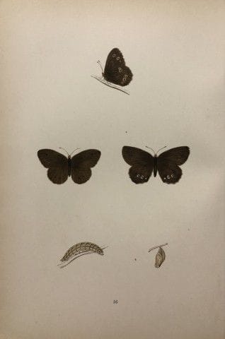 Révérend F. O. Morris – Gravure représentant des p
