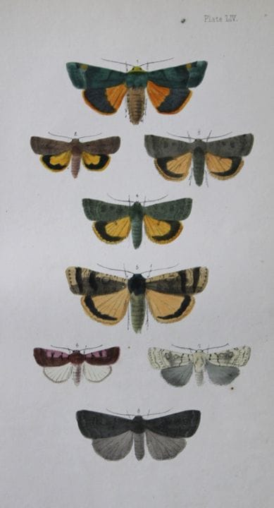 Révérend F.O. Morris - Gravure représentant des pa