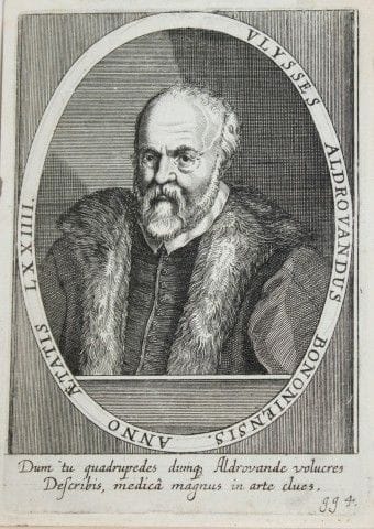 Engraving of Ulisse Androvandi c1650.

This antiqu