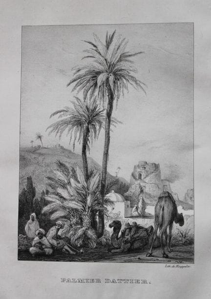 E. Kaeppelin - Palmier dattier, vers 1850.

Cette 