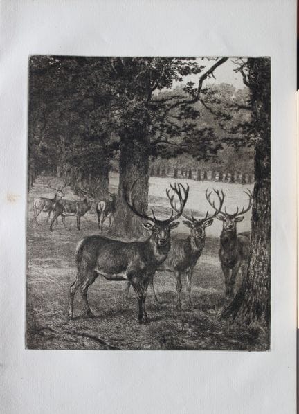 „Rehe im Windsor Park“ von Heywood Hardy, 1884.

D