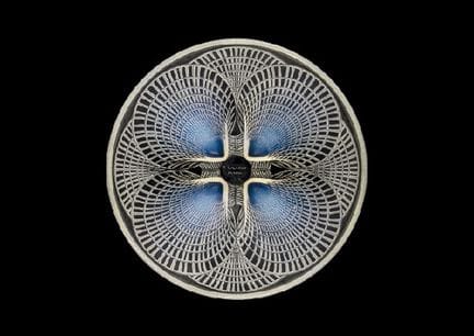 LALIQUE, Schale: COQUILLES Nr. 2, Marcilhac 3201, 