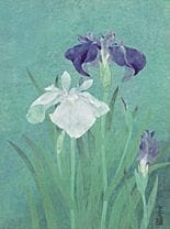 KURASHIMA Shigetomo, Iris, 
Tinte und Farbe auf Pa