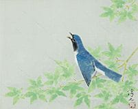 UEMURA Atsushi, „Blauer und weißer Fliegenfänger“,