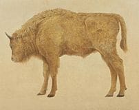 KAWAMATA Yukikazu, „Child“, 
Tinte und Farbe auf P