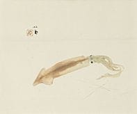 竹内清峰，《尾鱼》，
纸本水墨设色，38.2×45.6厘米，署名并盖章，装裱为卷轴，附有艺术家签名的