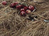MISU Yuji, « Pomme sur de l'herbe fanée », 
huile 