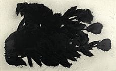 Donald SULTAN, Black Roses, 
1990, screenprint, sh
