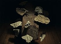 GOMI Fumihiko, Feuilles mortes, flottantes II, 
20