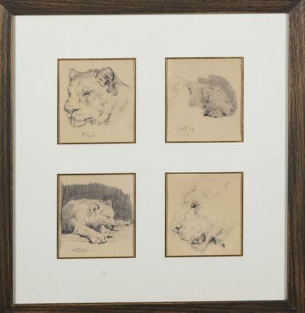 Marguerite JAGGI (1885-1964). 
Studio di una leone