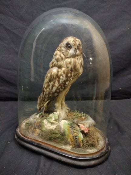 Hibou des marais taxidermisé de style victorien, s