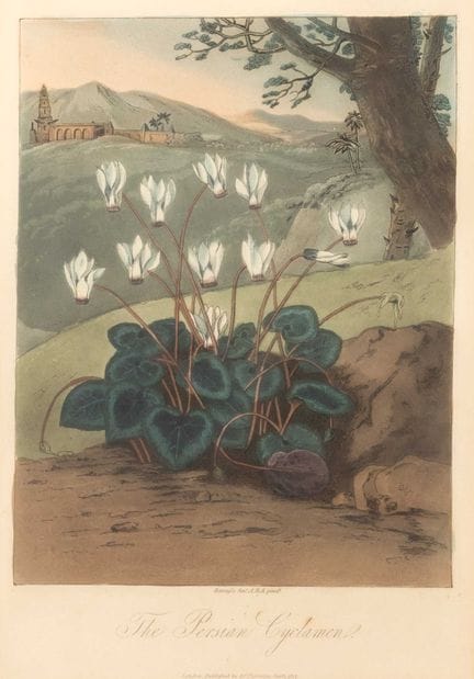 Robert John Thornton, « Le cyclamen persan », 1804