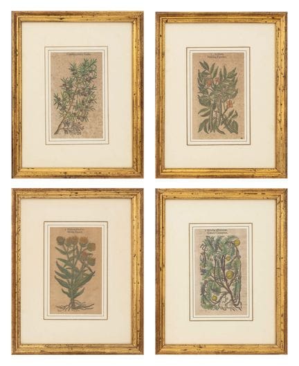 Gravures botaniques britanniques coloriées à la ma