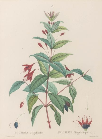 Pierre-Joseph Redouté, « Fuchsia Magellanica »
Pie