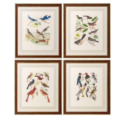 D'après les aquarelles ornithologiques d'Alexander